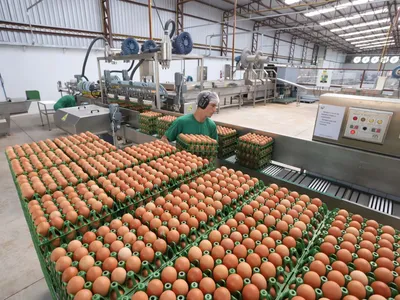 Exportações de ovos disparam em 2025 com novos mercados pelo mundo
