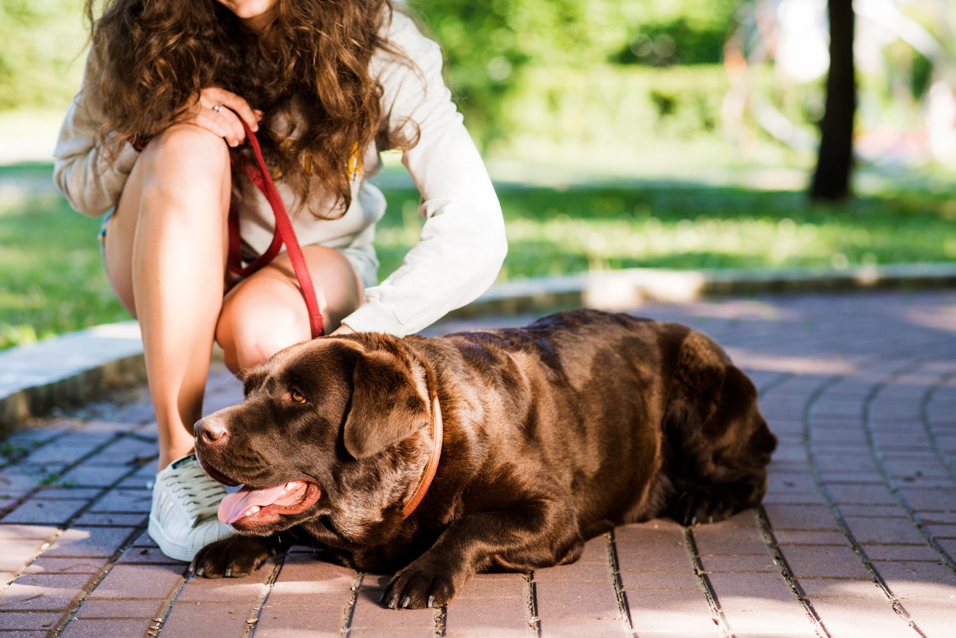 Guia prático para socorro de pets em áreas de incêndio e de alterações climáticas drásticas
