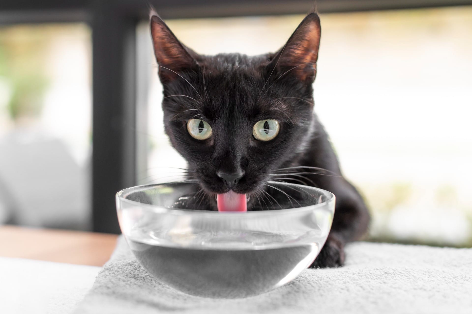 O que o gato pode e não pode comer?