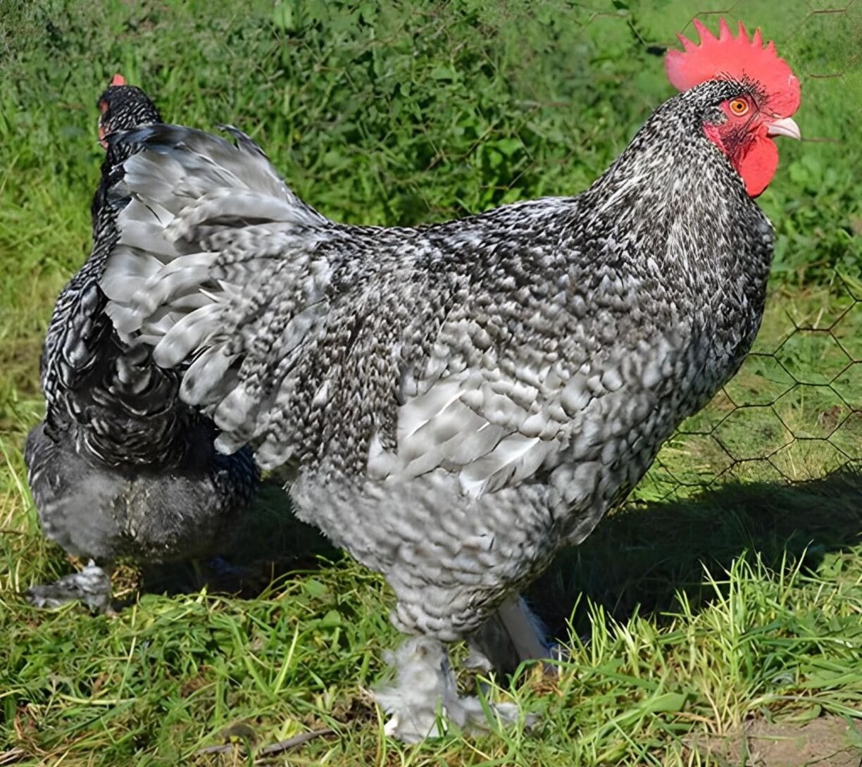 União Europeia retoma importação de frango brasileiro após surto de gripe aviária