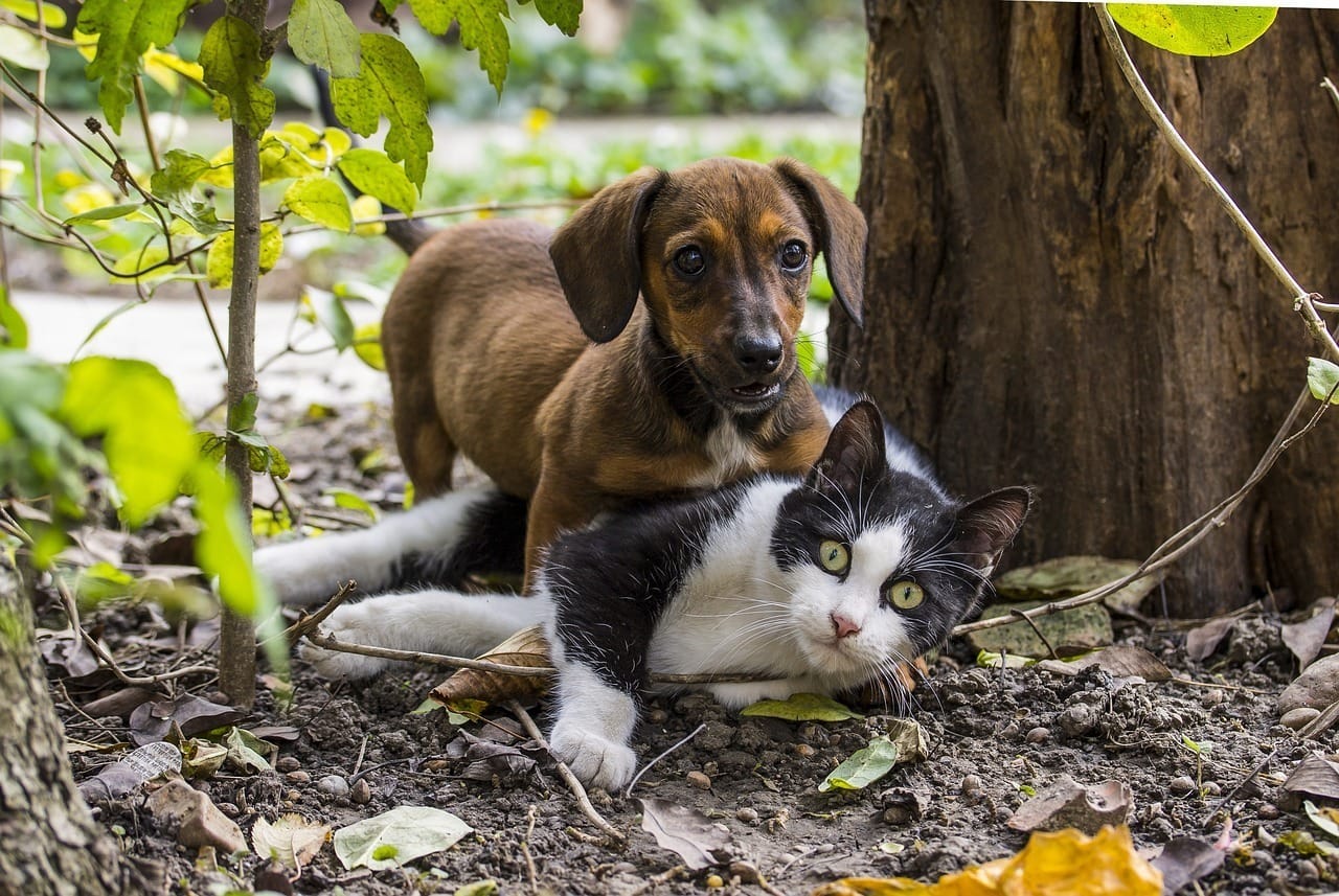 Cães e gatos também podem sofrer com depressão e ansiedade