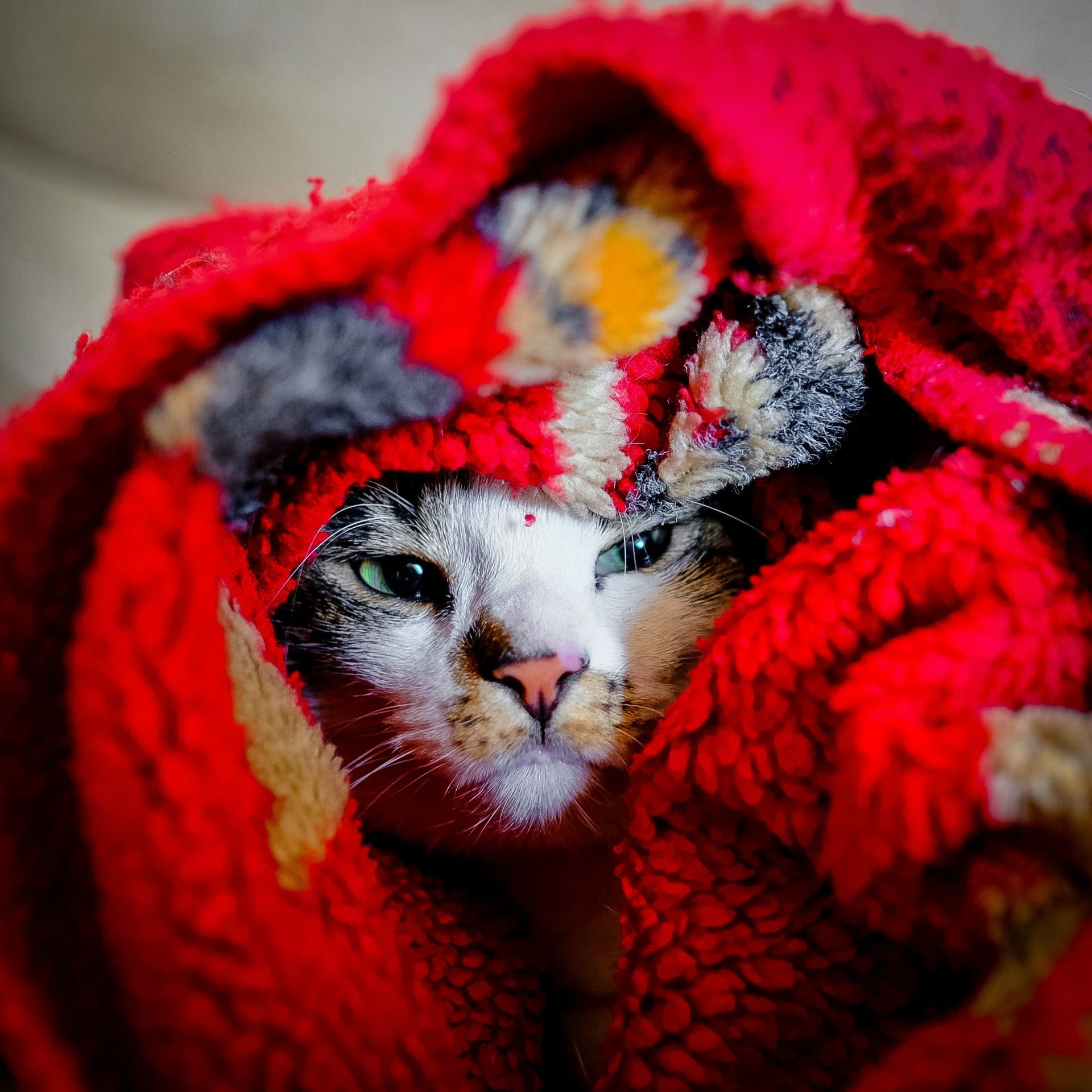 Cuidados com pets no inverno: como proteger seu animal do frio