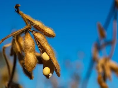 Agricultores enviam carta para Trump aliviar tarifaço sobre a soja: “China recorreu ao Brasil”