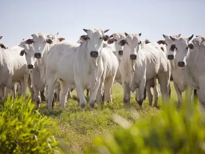 COP30: especialistas debatem a eficiência da pecuária no combate às mudanças climáticas