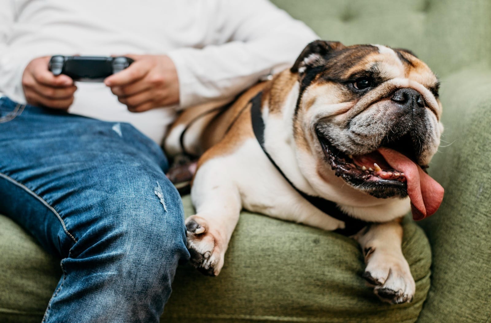 Tem um pet gorducho em casa? Fique atento aos quilos extras e à saúde do bichinho