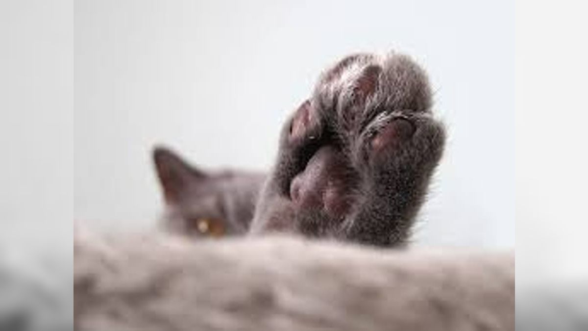 Criminosos ofereciam R$ 50 por sangue de gatos de rua no interior de SP; grupo foi preso