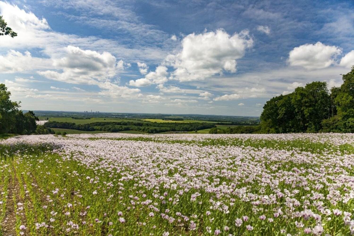 Pertinho de São Paulo: conheça destinos turísticos agro para fazer um bate e volta