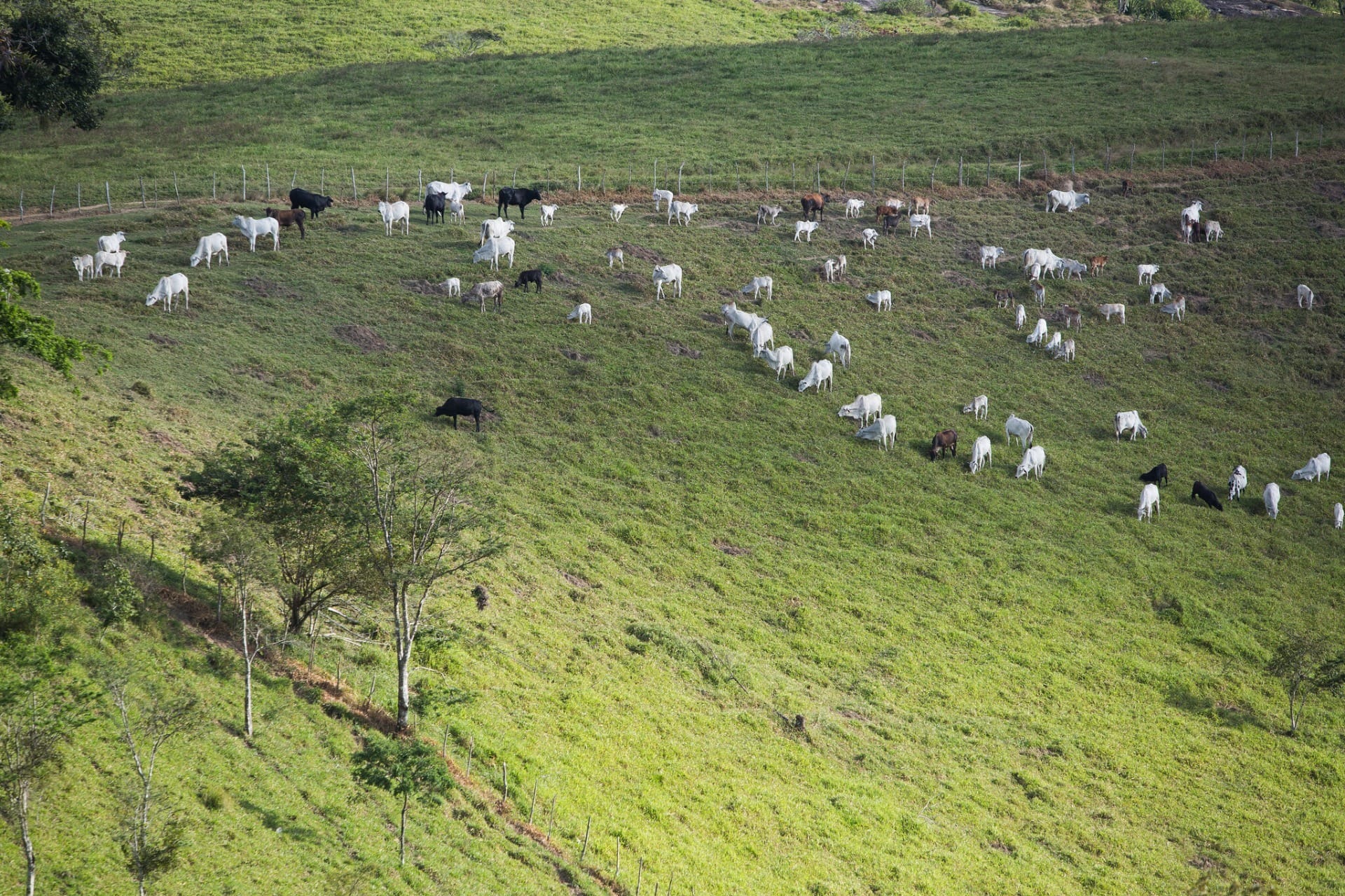 El Niño no segundo semestre deve influenciar o preço da carne bovina