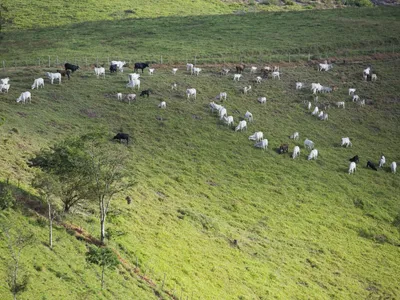 El Niño no segundo semestre deve influenciar o preço da carne bovina