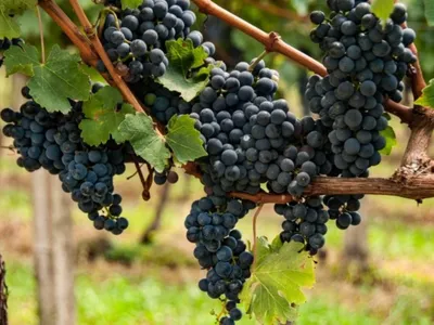 Festa da Uva e Festa do Vinho tem shows e leilão de frutas em Vinhedo