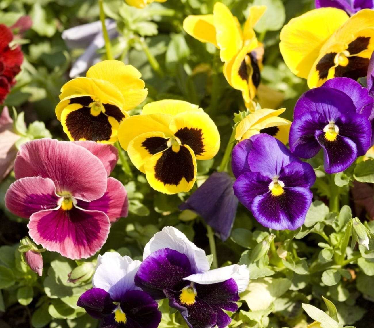 Flores mais vivas: entenda o efeito do frio na floração