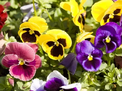 Flores mais vivas: entenda o efeito do frio na floração