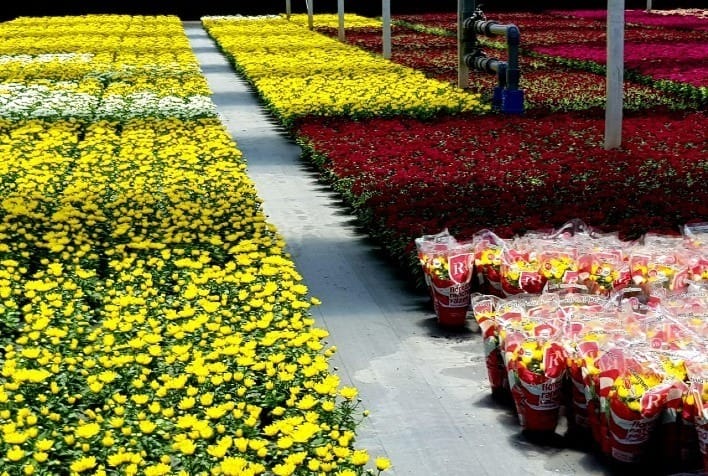 Dia de Finados impulsiona venda de flores; assista à reportagem de Agro Band