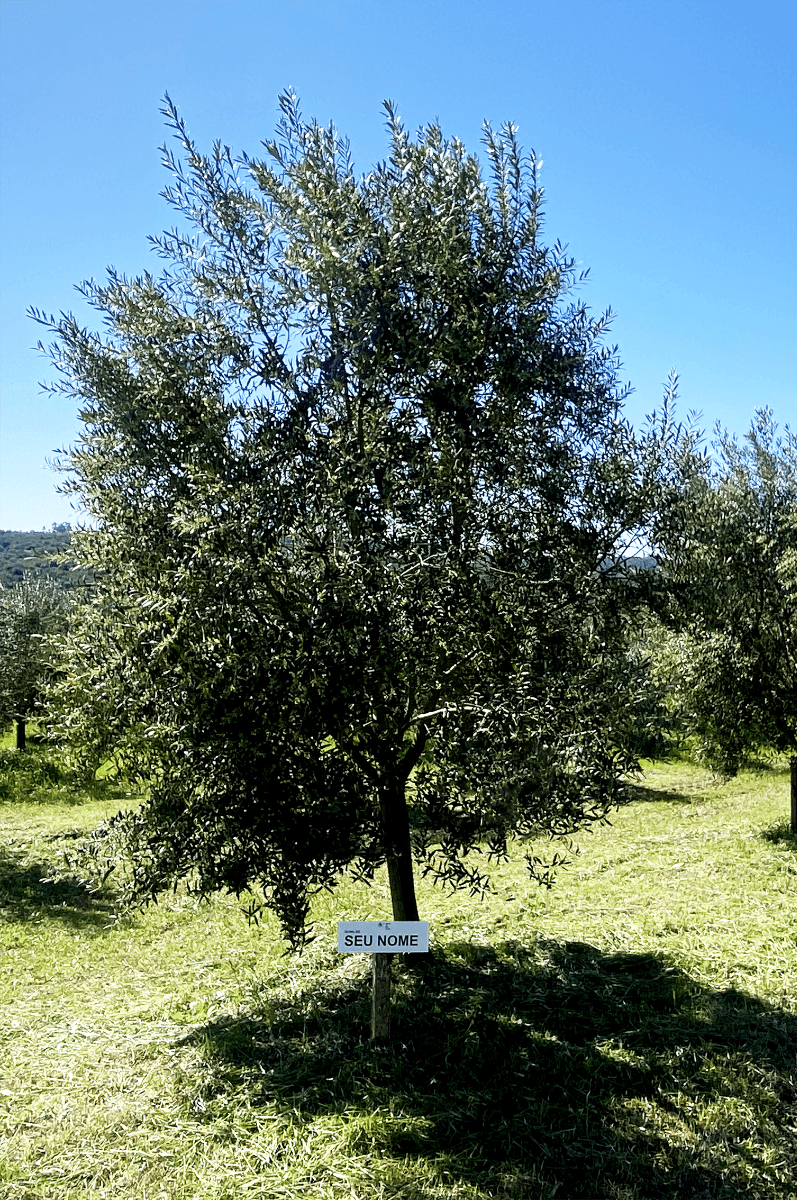 O azeite tá caro? Fazenda abre programa de adoção de árvore para consumidor ter azeite próprio