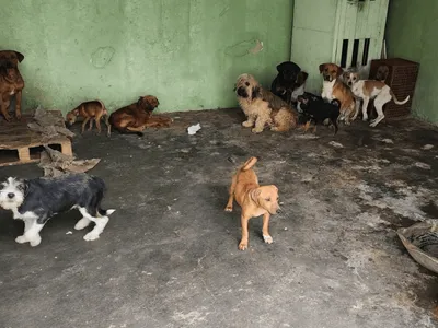 Polícia Civil identifica caso de maus-tratos a 33 animais em Itapetininga e multa responsável