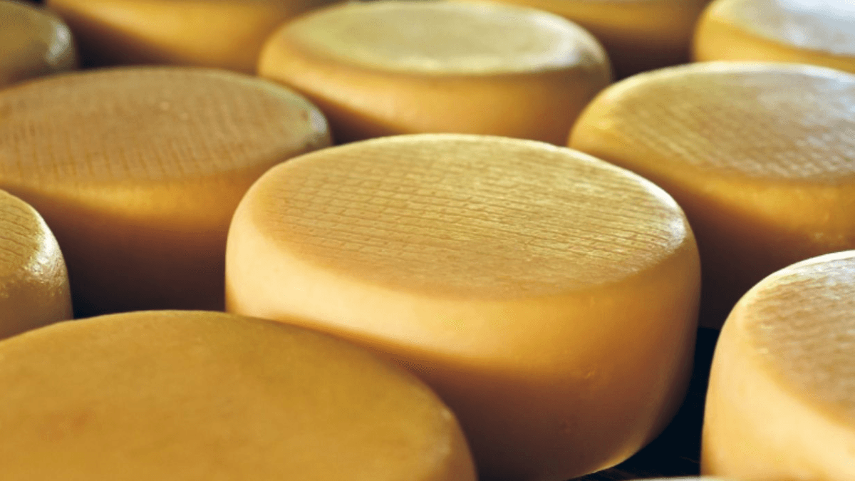 Queijo artesanal feito com leite especial não provoca intolerância intestinal