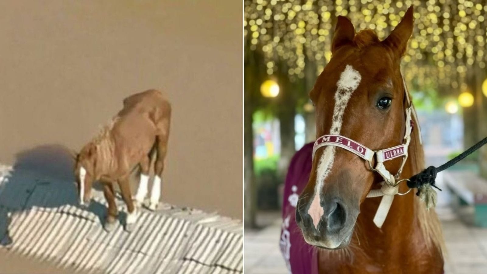 Amor no ar: cavalo Caramelo resgatado de enchentes no Sul procura namorada