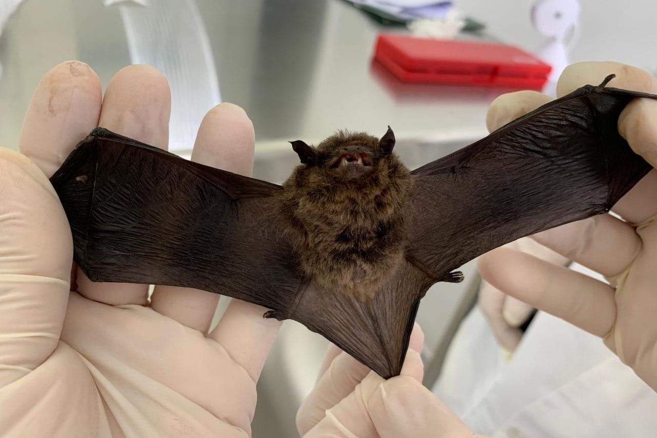 Vírus nipah é transmitido por espécie de morcego chamada de Raposa Voadora