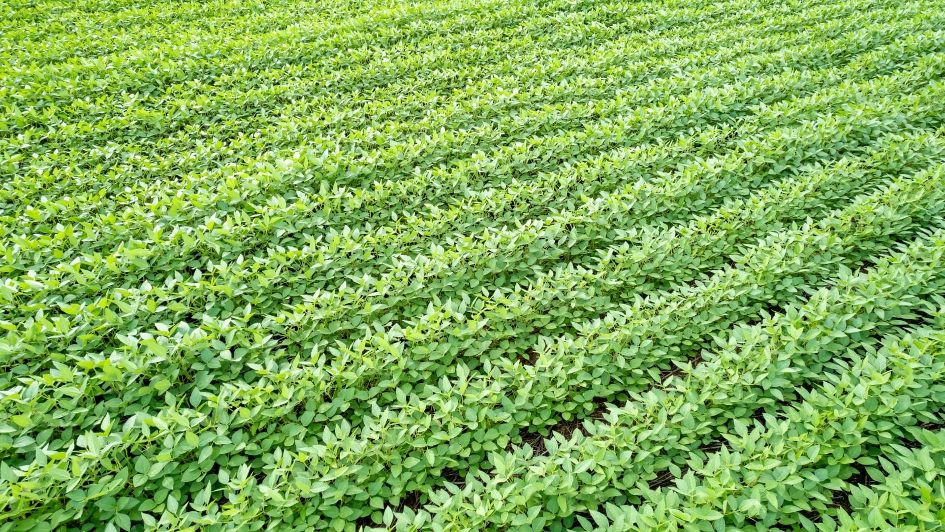 Lavouras de soja movimentam US$ 10 bilhões em defensivos na safra 2025/26