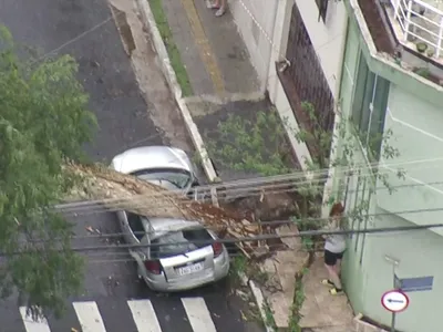 Com aproximação das chuvas de verão, queda de árvores preocupa em São Paulo
