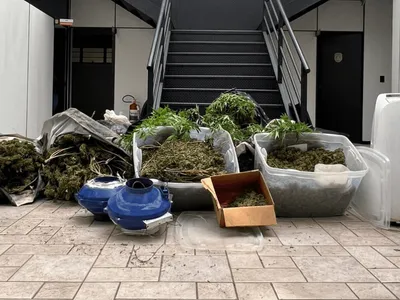 Polícia prende cinco suspeitos de manter plantação de flor de maconha em Itapetininga