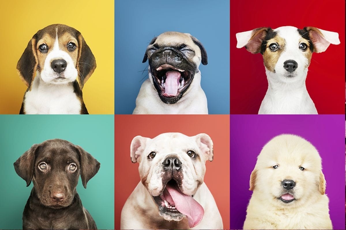 De olho no mercado pet, Biogénesis Bagó compra Mundo Animal