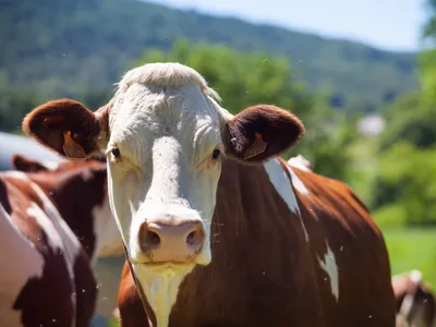Brasil abre mercados para produtos pecuários no Vietnã e Arábia Saudita