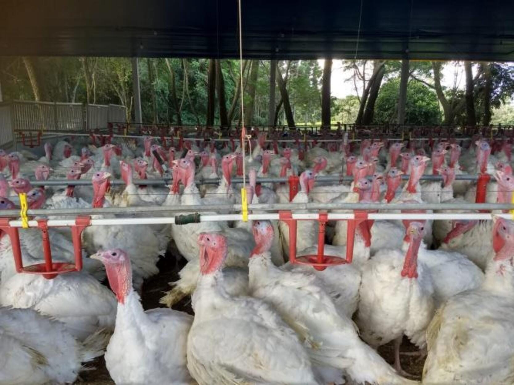 China suspende importações de carnes de aves de 14 frigoríficos de SC