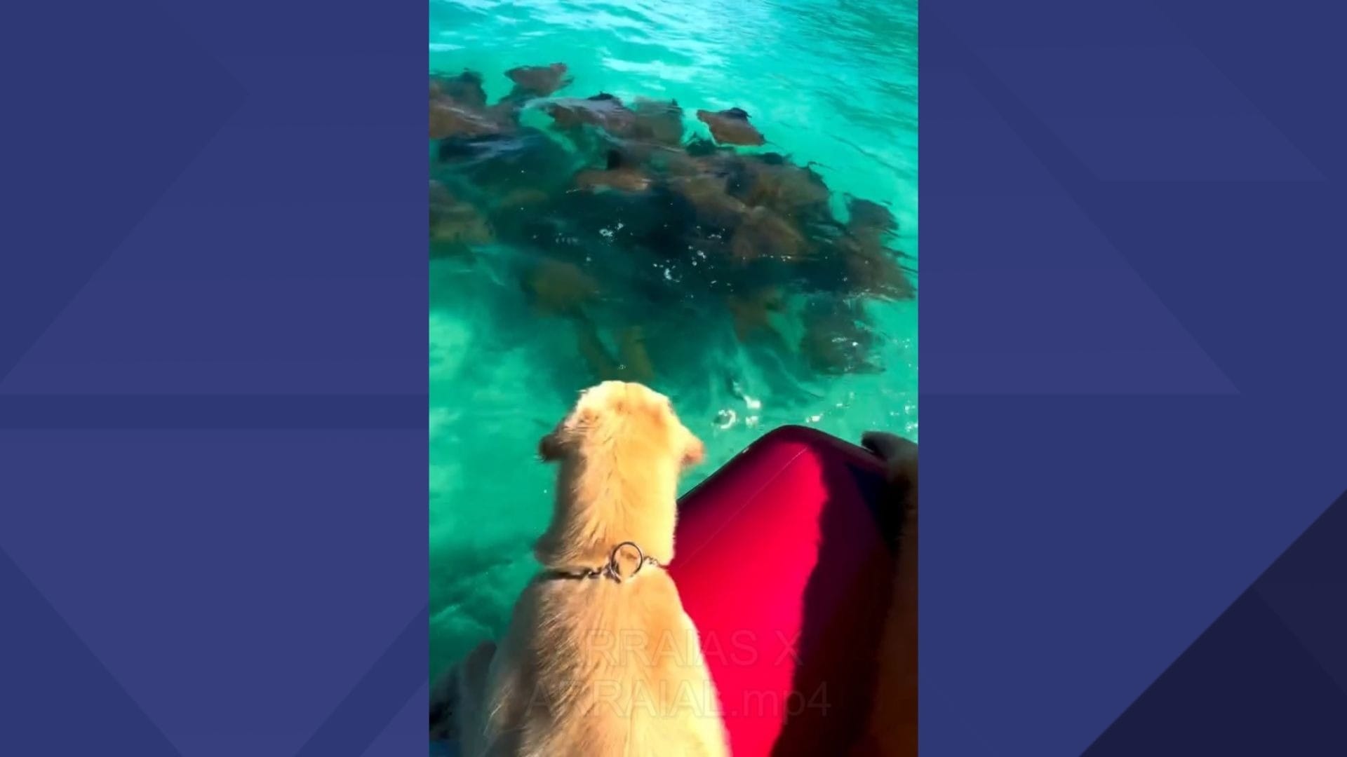 Moradores de arraial registram cardume de arraias e família de golfinhos na região