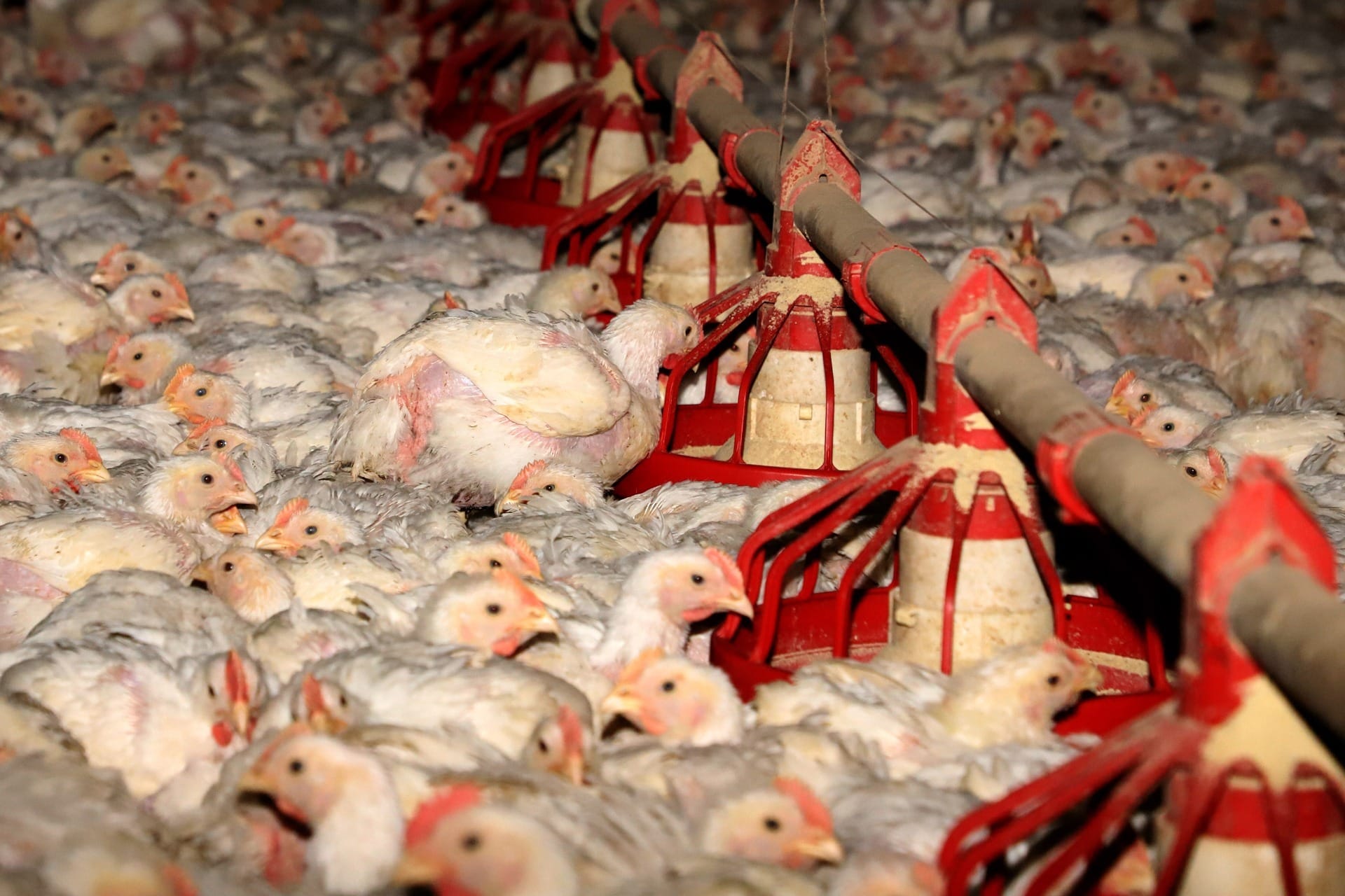 Exportações de carne de frango do Brasil registram volume recorde em maio