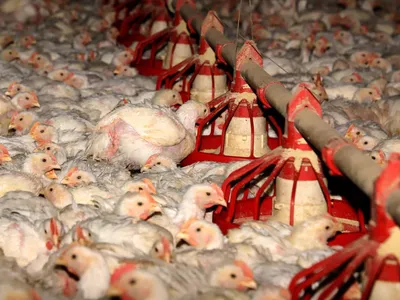 Exportações de carne de frango do Brasil registram volume recorde em maio