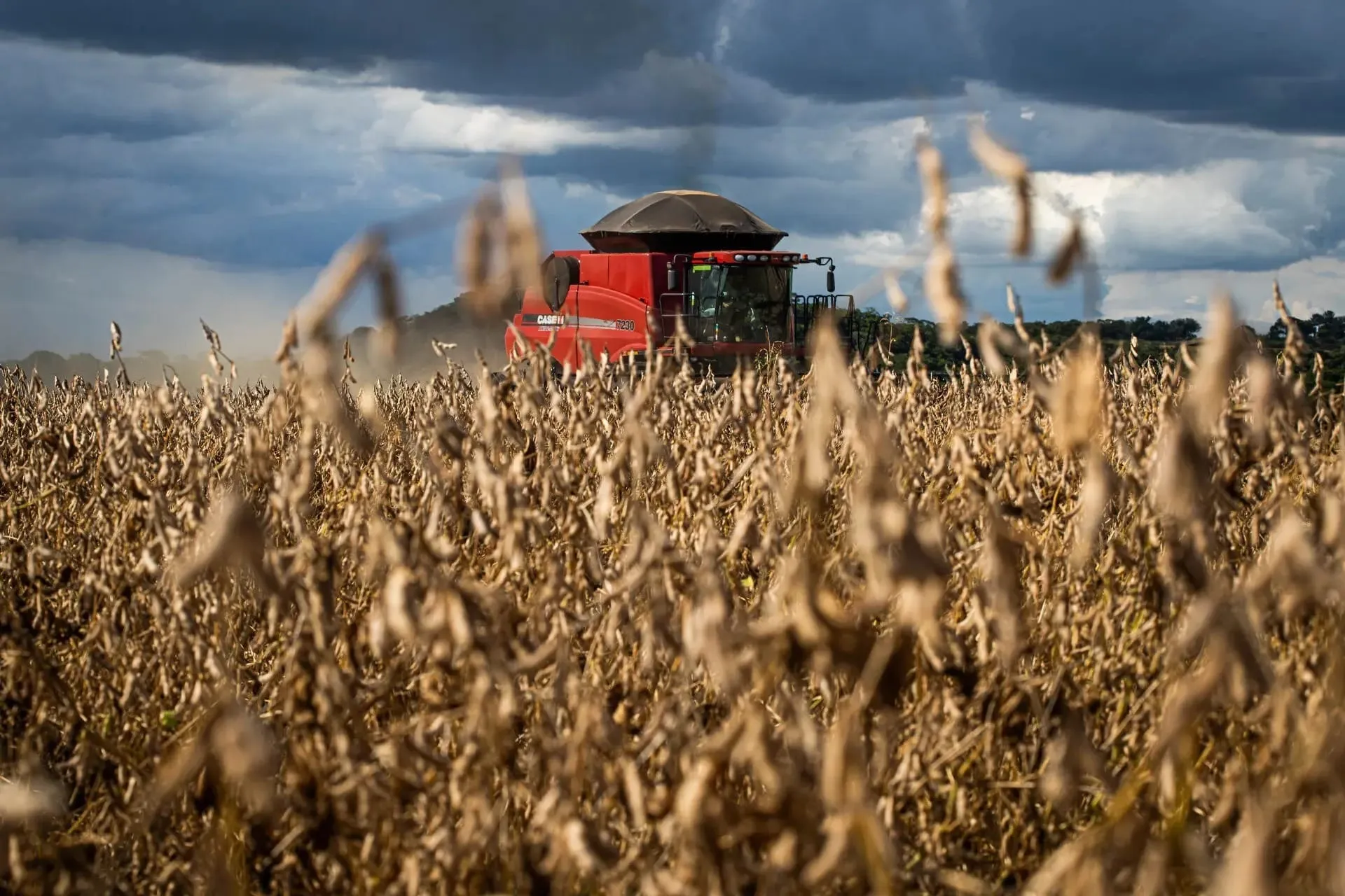 Agro paraguaio atrai empresas brasileiras com menos impostos e menor custo