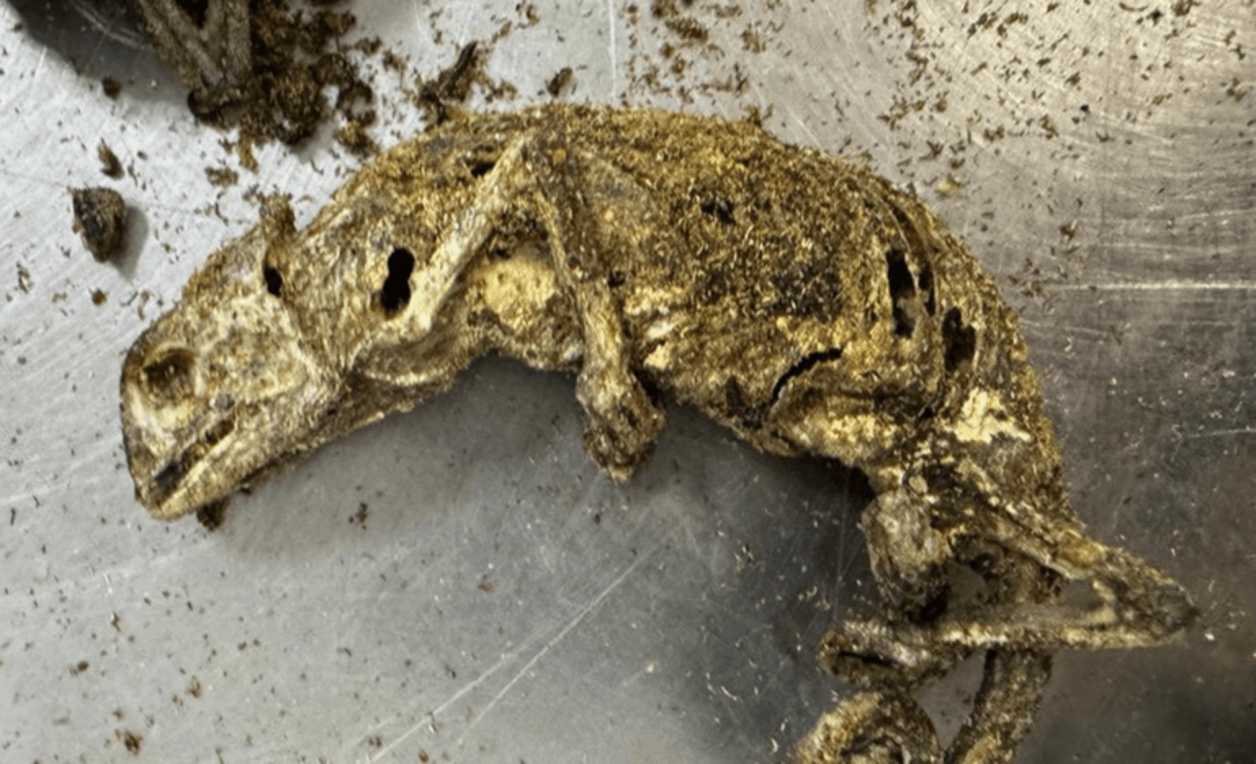Fiscais agropecuários encontram cabeça de cachorro e ratos em mala no aeroporto