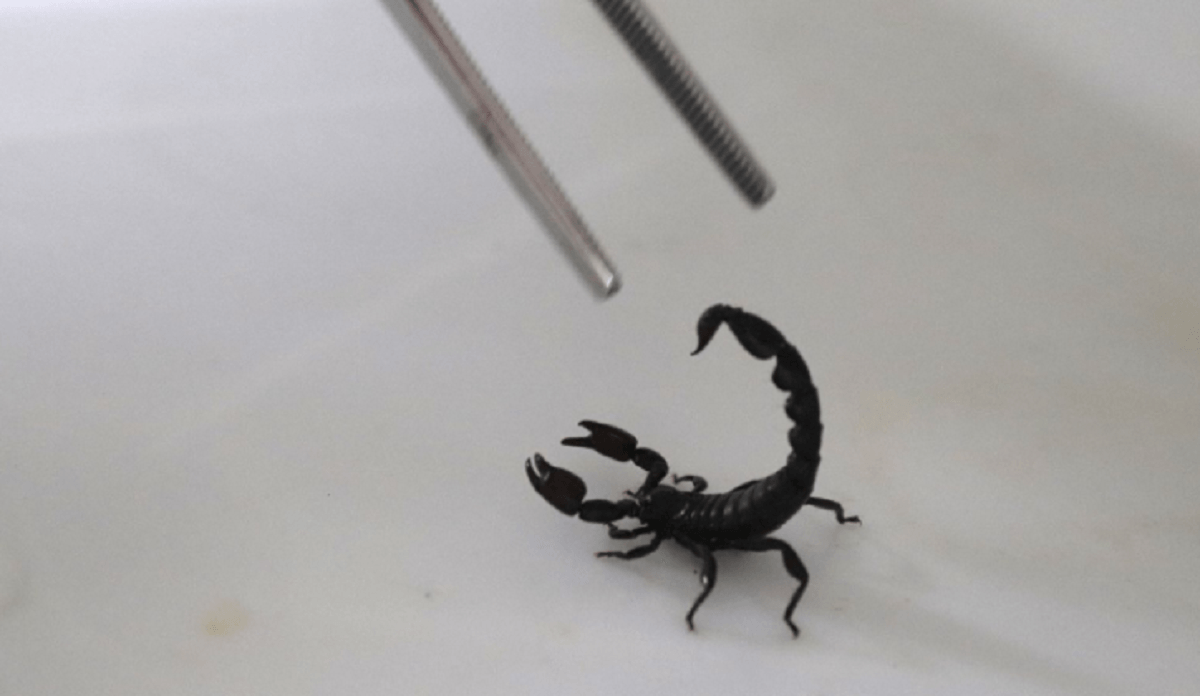 Jacareí realiza ações de combate ao escorpião; veja o cronograma