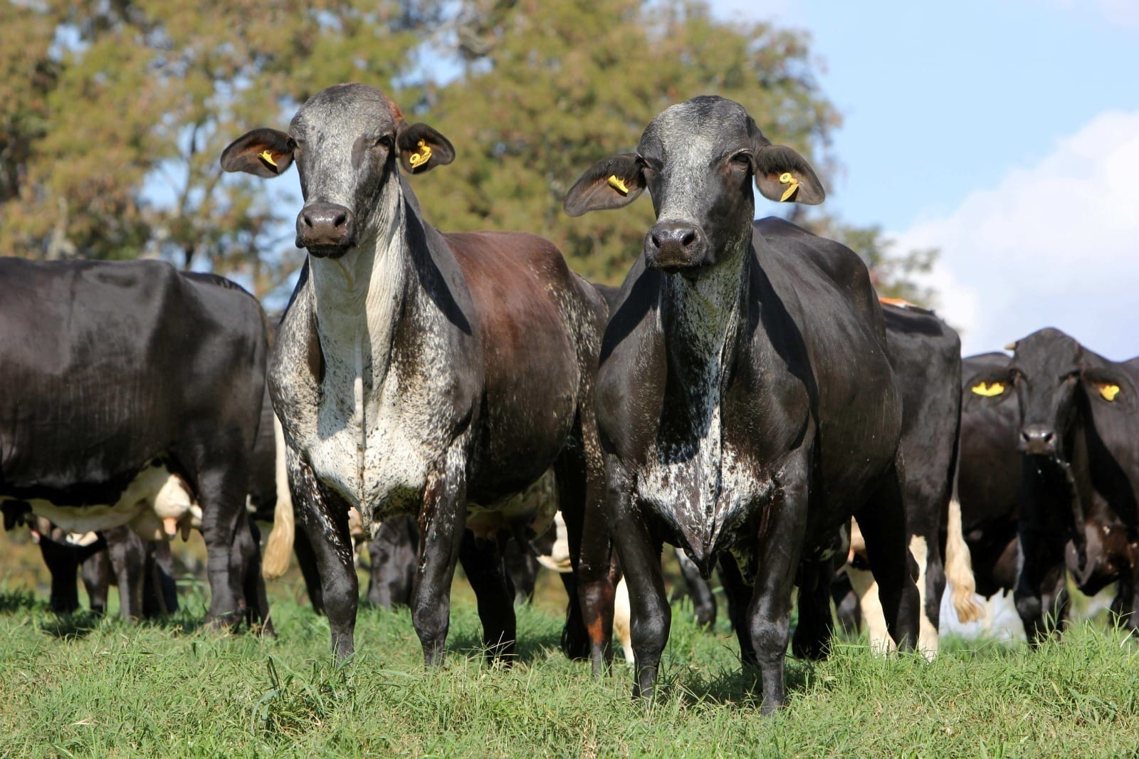 Brasil amplia exportação de carnes para Sarawak, na Malásia, com novo acordo sanitário