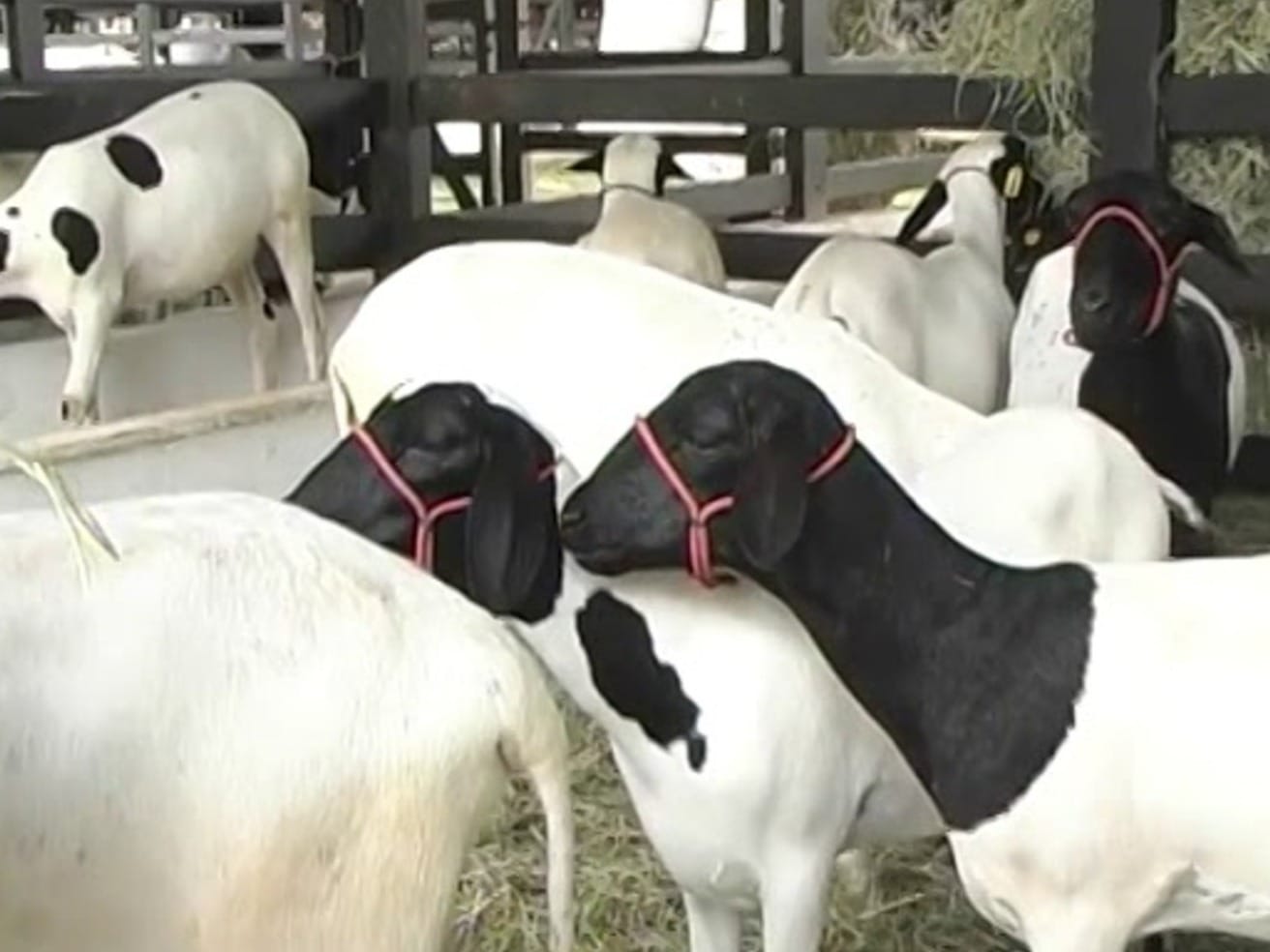 Conheça os ovinos Soinga, nova raça registrada no Brasil, e resistente à seca