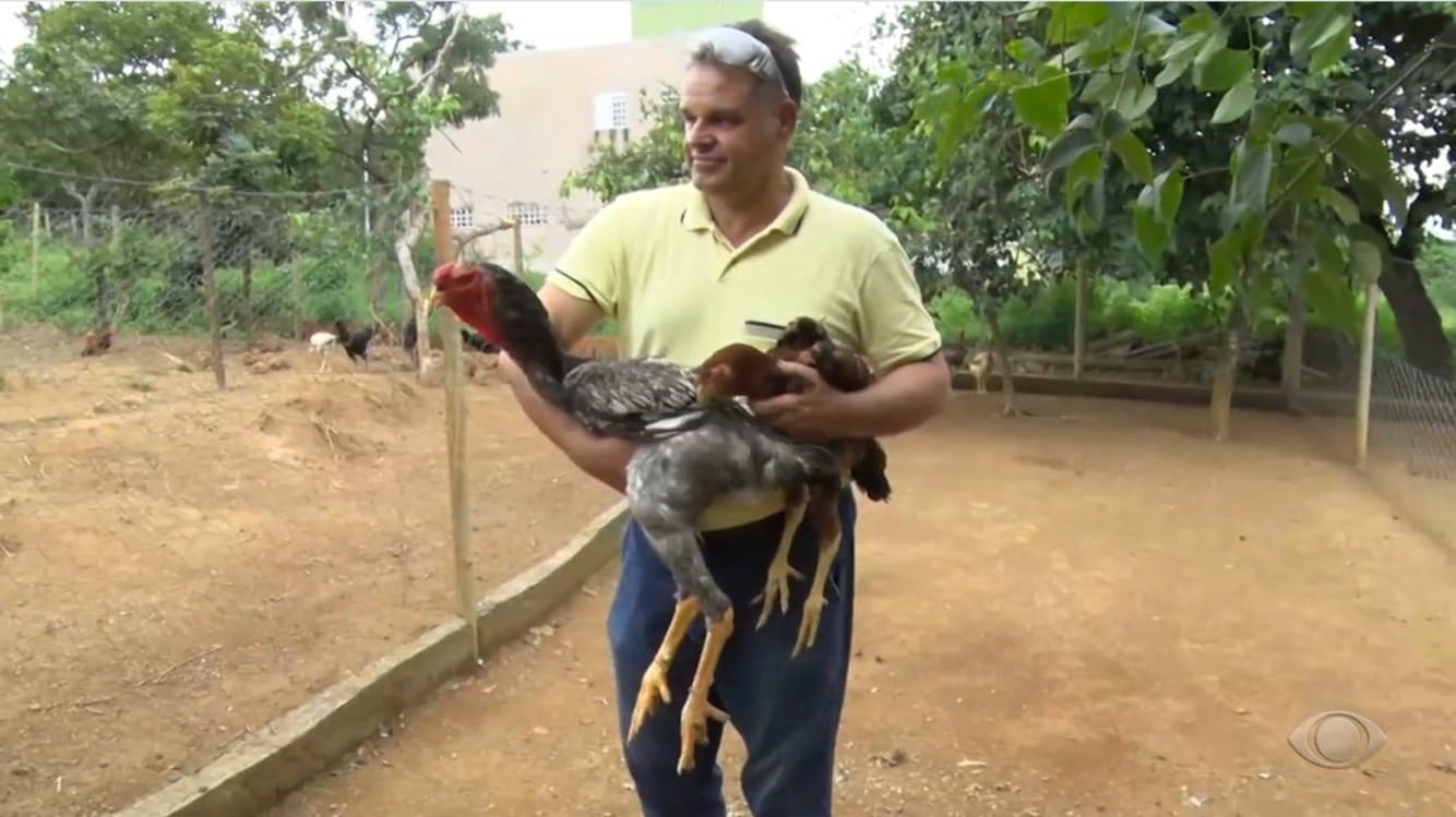 Galo Índio Gigante pode valer R$ 20 mil e mede mais de 1,10 metro de altura