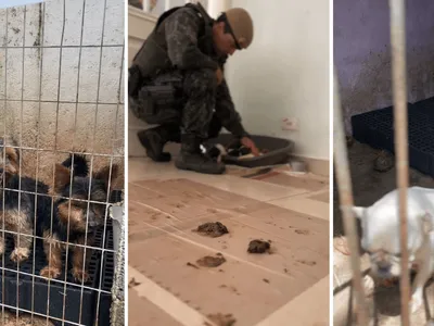 Polícia resgata 210 animais após denúncias de maus-tratos no litoral de SP