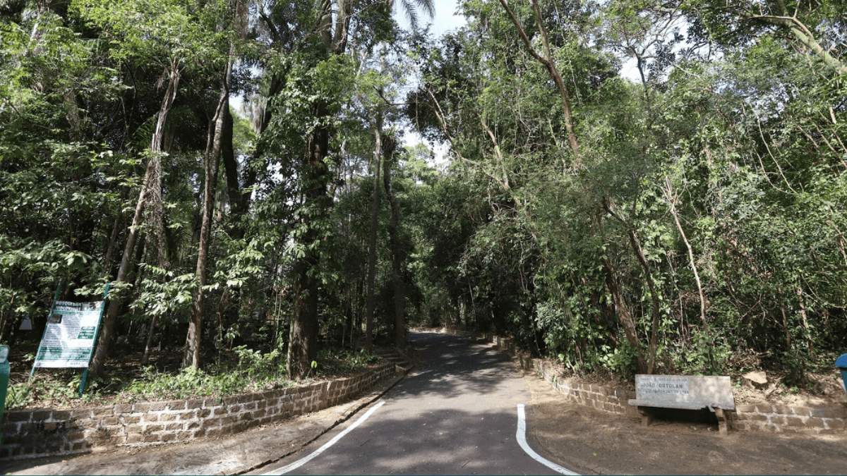 Plano Diretor Florestal da USP recomenda a substituição de 60 árvores no Bosque dos Jequitibás