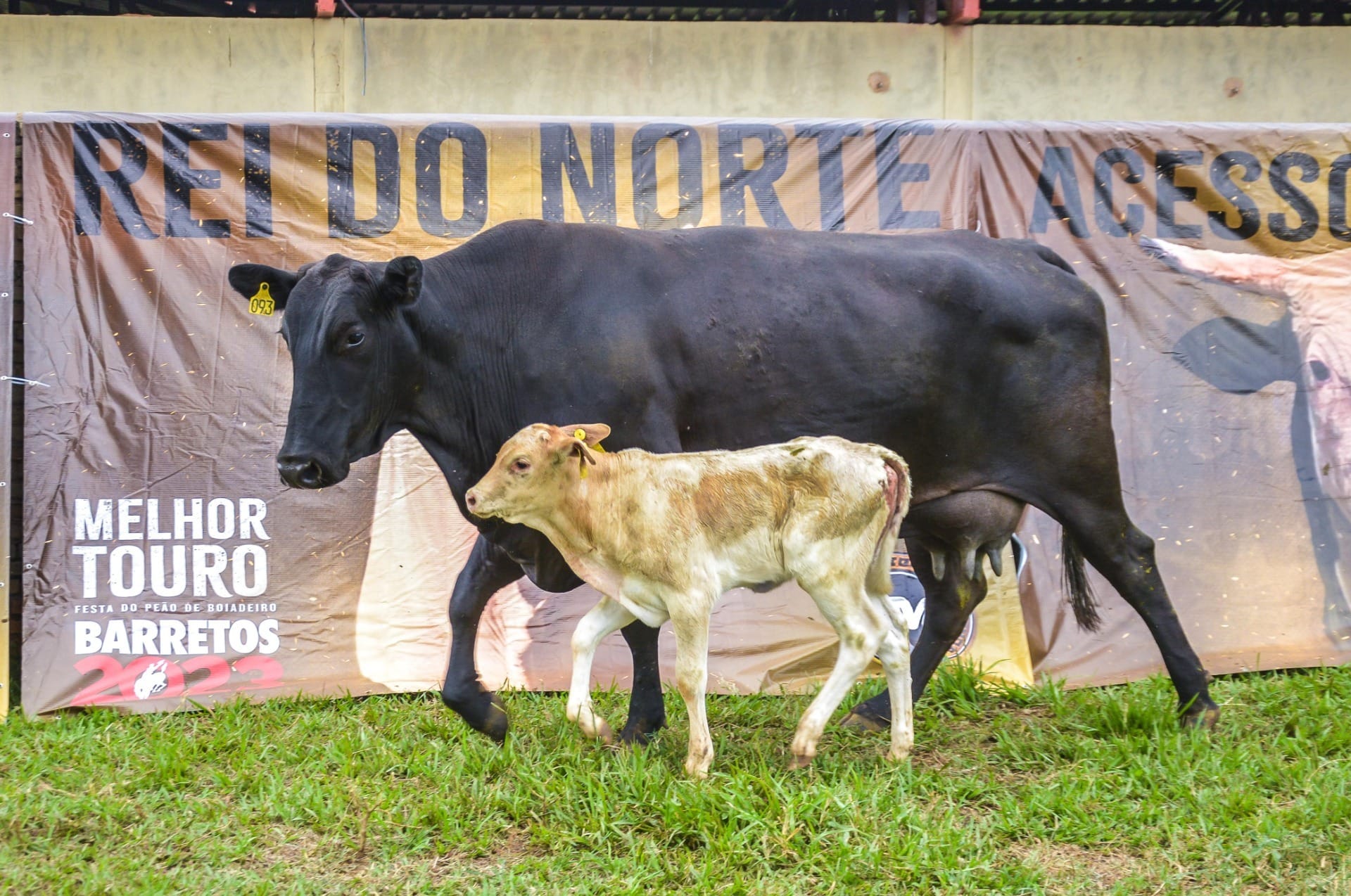 "Nepovaca": filhas do touro de rodeio Acesso Negado são vendidas por valores milionários
