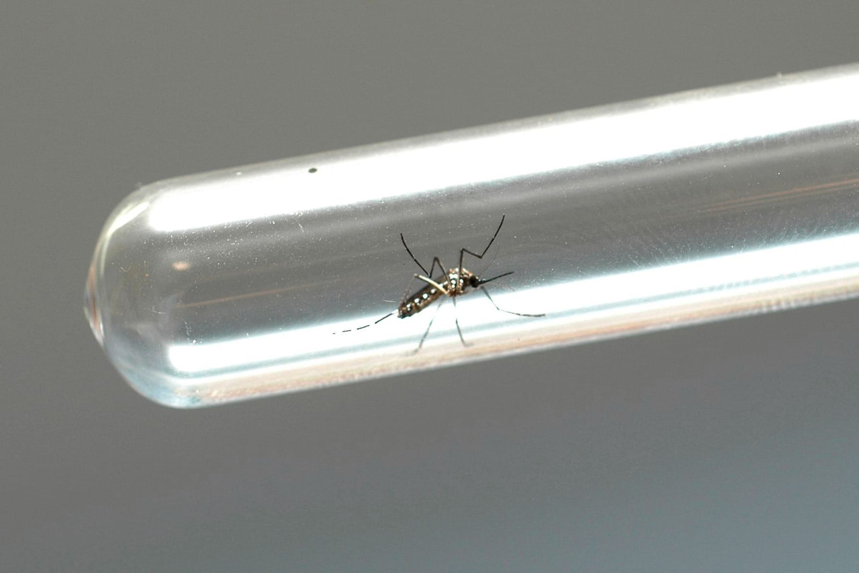 Casos de dengue caem 93,1% no Paraná em 2025; chikungunya teve aumento de 383%