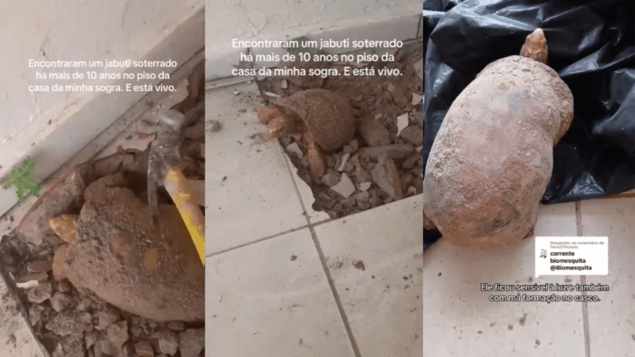 Jabuti fica soterrado durante dez anos e é encontrado vivo em Tocantins