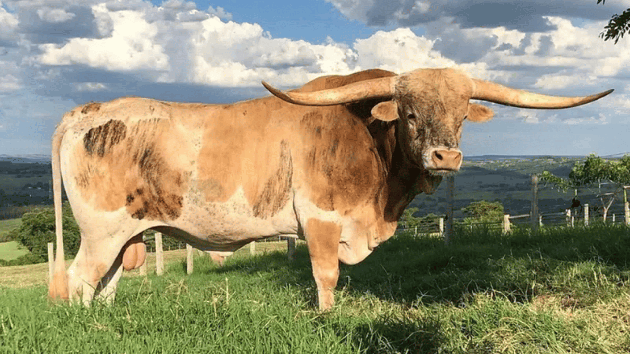 Boi gordo: queda de braço entre pecuaristas e frigoríficos trava negócios