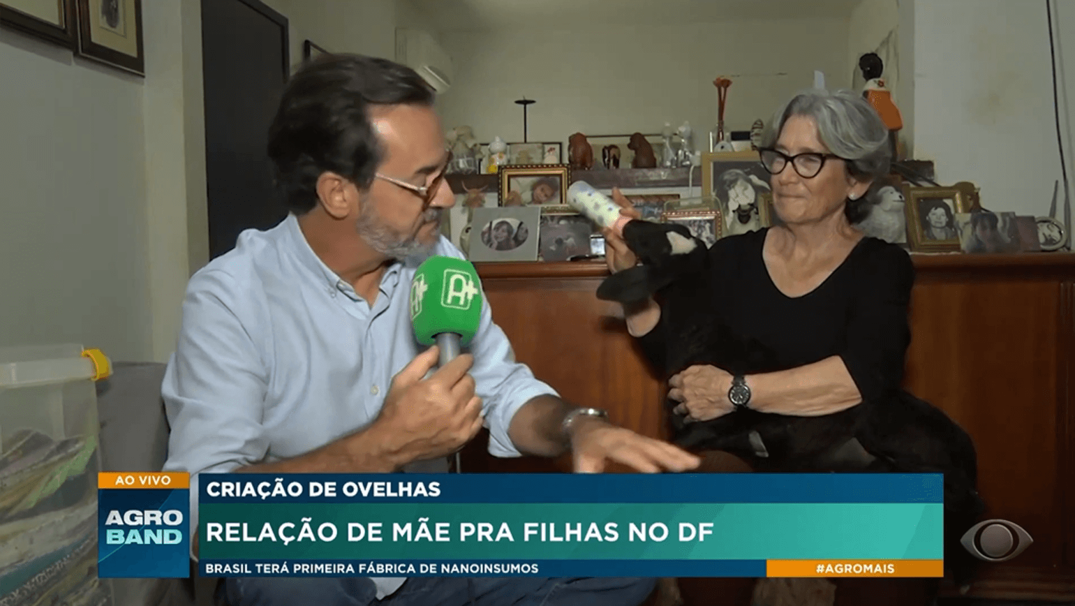 Médica Veterinária cria ovelhas da raça Santa Inês com mamadeira; assista