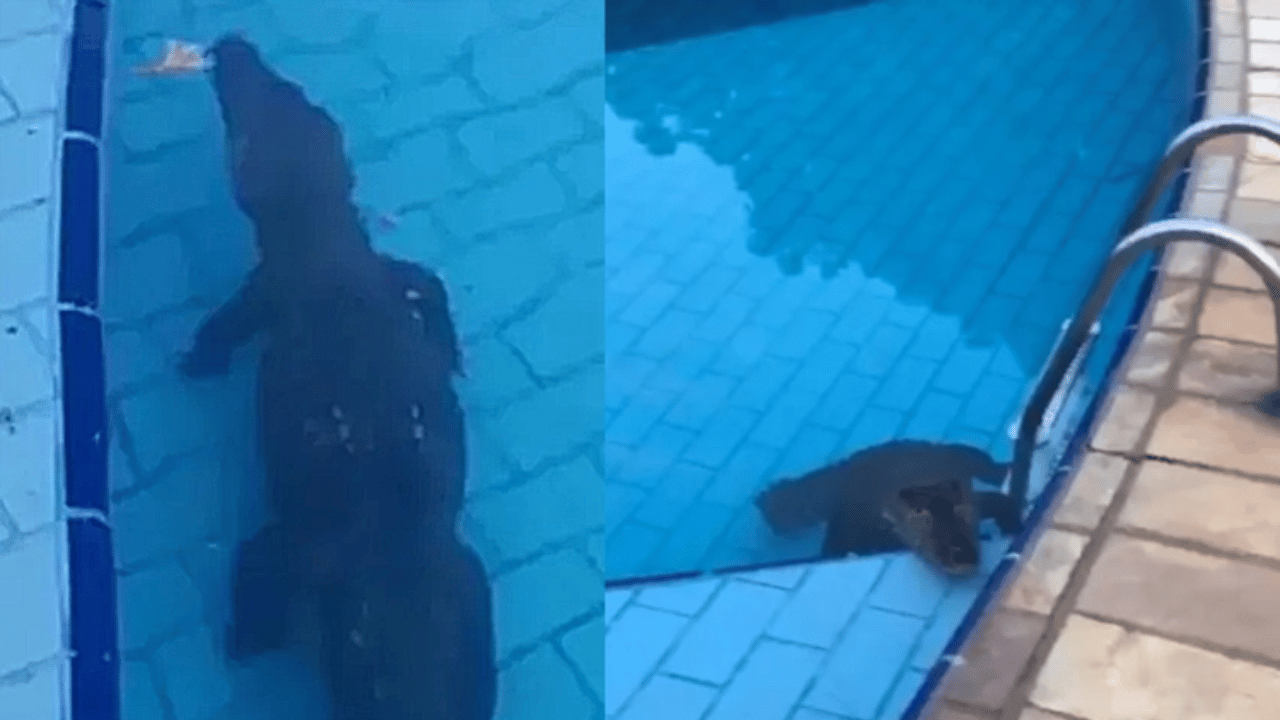 Jacaré invade piscina para se refrescar do calor em clube