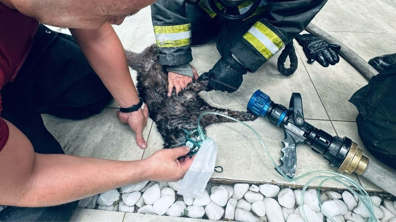 Gato é reanimado pelo Corpo de Bombeiros após incêndio em casa de Taubaté