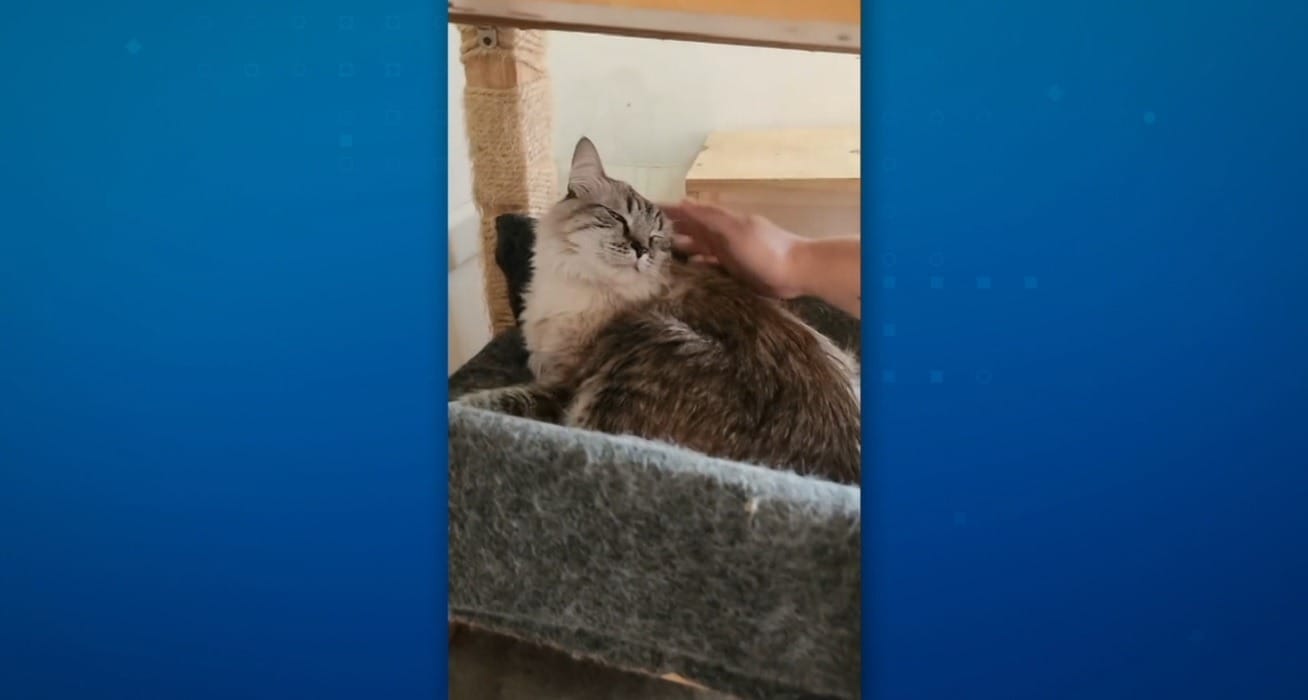 Dez gatos são encontrados mortos em ONG de MG; suspeita é de envenenamento