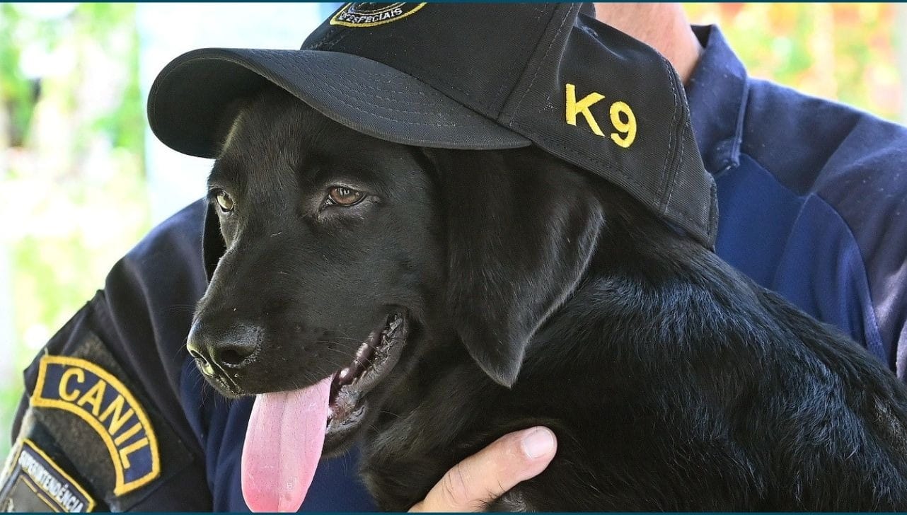 Guarda Municipal de Campinas faz concurso para escolher nome do novo cachorro do Canil