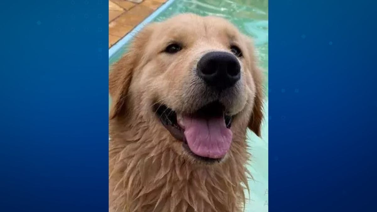 Adestrador é suspeito de matar e enterrar cadela no quintal de casa no RJ