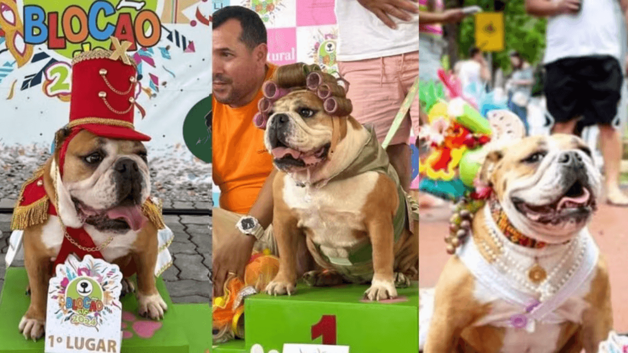 Buldogue influencer é tricampeã de concurso de fantasias de carnaval